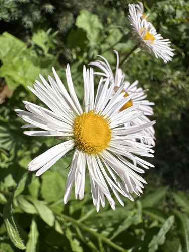 Image of Erigeron elatior by no rights reserved