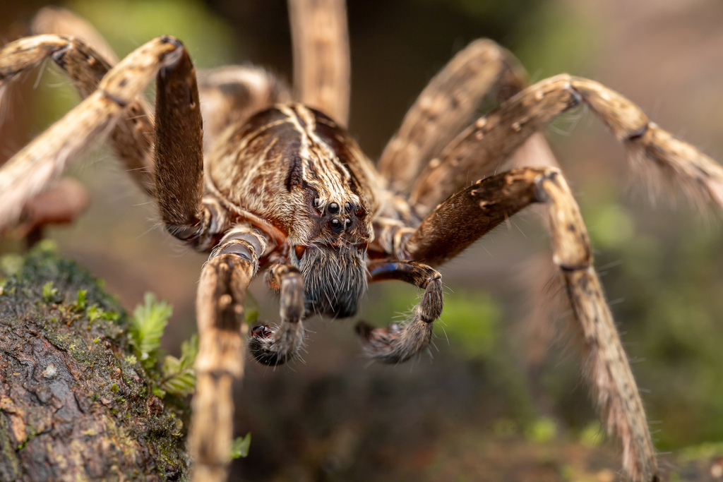Kiekie curvipes