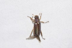 Dichelonyx subvittata