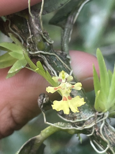 Image of Erycina glossomystax by (c) Rajan Rao, some rights reserved (CC BY)