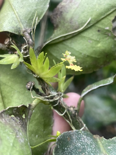 Image of Erycina glossomystax by (c) Rajan Rao, some rights reserved (CC BY)