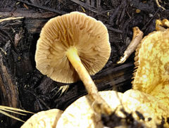 Agrocybe