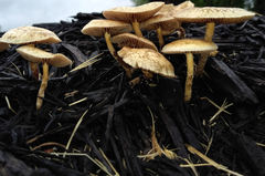 Agrocybe