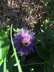 Passiflora incarnata × cincinnata