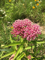 Asclepias incarnata incarnata