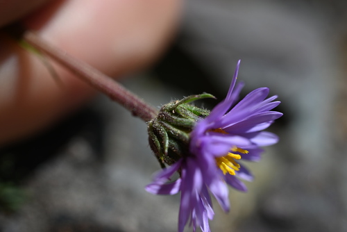 Image of Erigeron pinnatisectus by (c) Anders Hastings, some rights reserved (CC BY)