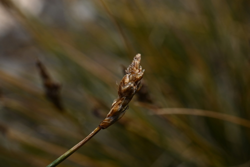 Blackroot sedge (Carex elynoides)