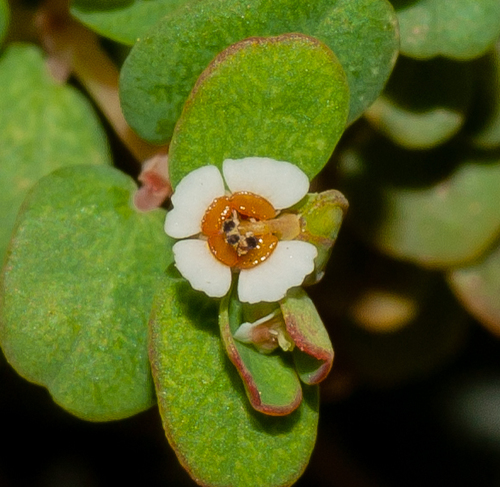 Euphorbia camagueyensis