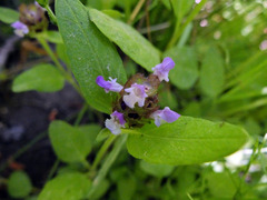 Prunella vulgaris lanceolata