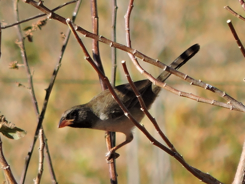 Black-throated Saltator