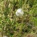photo of Tussock Cottongrass (Eriophorum vaginatum)