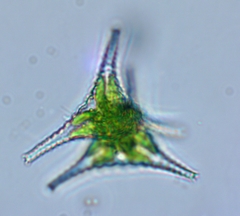 Staurastrum anatinum
