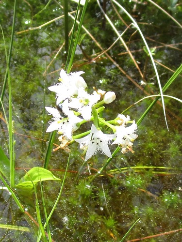 photo of Bogbean (Menyanthes trifoliata)