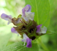Prunella vulgaris lanceolata