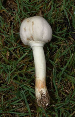 Agaricales