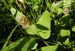 Prunella vulgaris lanceolata