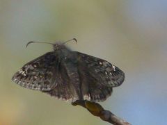 Erynnis juvenalis juvenalis