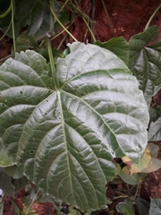 Cissus verticillata