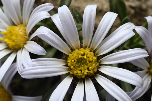 Townsendia rothrockii