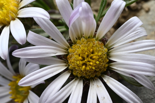 Townsendia rothrockii, photograph 1