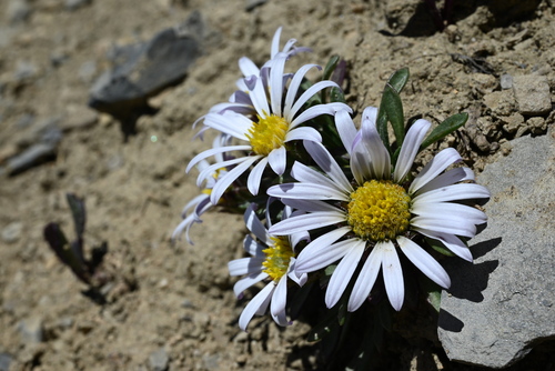 Townsendia rothrockii, photograph 2