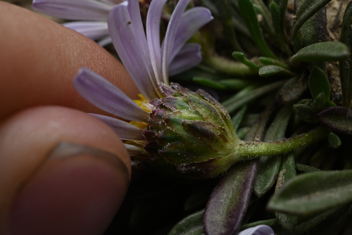 Townsendia rothrockii, photograph 3
