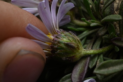 Townsendia rothrockii, photograph (c) Anders Hastings, some rights reserved (CC BY)