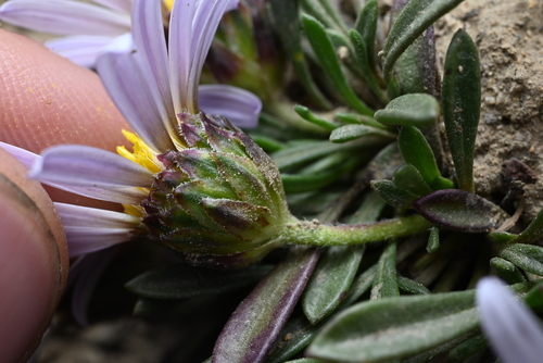 Townsendia rothrockii, photograph 4