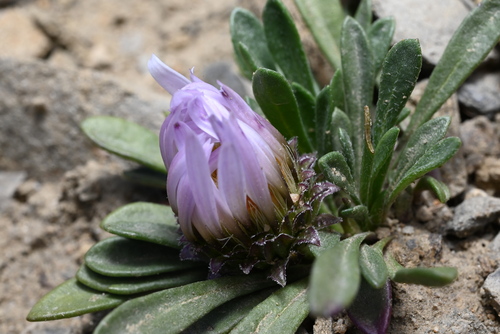 Townsendia rothrockii, photograph 5