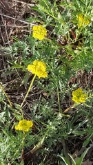 Cymopterus lemmonii