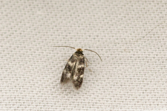 Etainia sericopeza