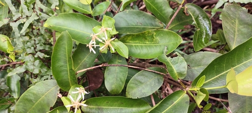 Ixora mooreensis observed 2024-07-28