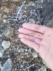 Hesperolinon micranthum