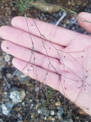 Hesperolinon micranthum