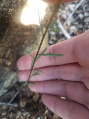 Hesperolinon micranthum