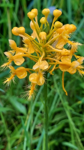 Yellow-fringed orchid Platanthera ciliaris orange flower cluster, Florida