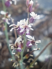 Streptanthus batrachopus