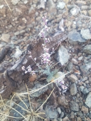 Streptanthus batrachopus