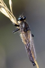 Promachus painteri