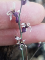 Streptanthus batrachopus