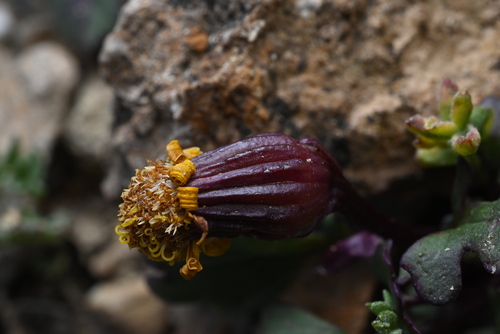 Image of Packera porteri by (c) Anders Hastings, some rights reserved (CC BY)