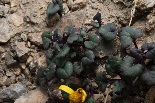 Image of Packera porteri by (c) Anders Hastings, some rights reserved (CC BY)