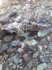 Streptanthus batrachopus