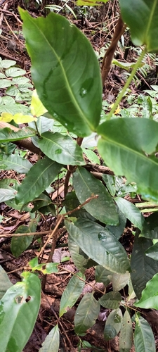 Ixora mooreensis observed 2024-07-28