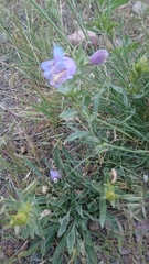 Penstemon eriantherus