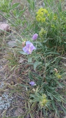 Penstemon eriantherus