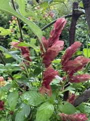 Shrimp Plant (Justicia brandegeeana)