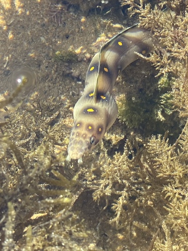 Dark-spotted snake eel (Myrichthys ocellatus) — Ophichthidae — 4