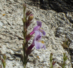 Penstemon discolor