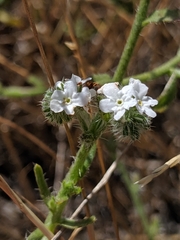 Cryptantha clevelandii